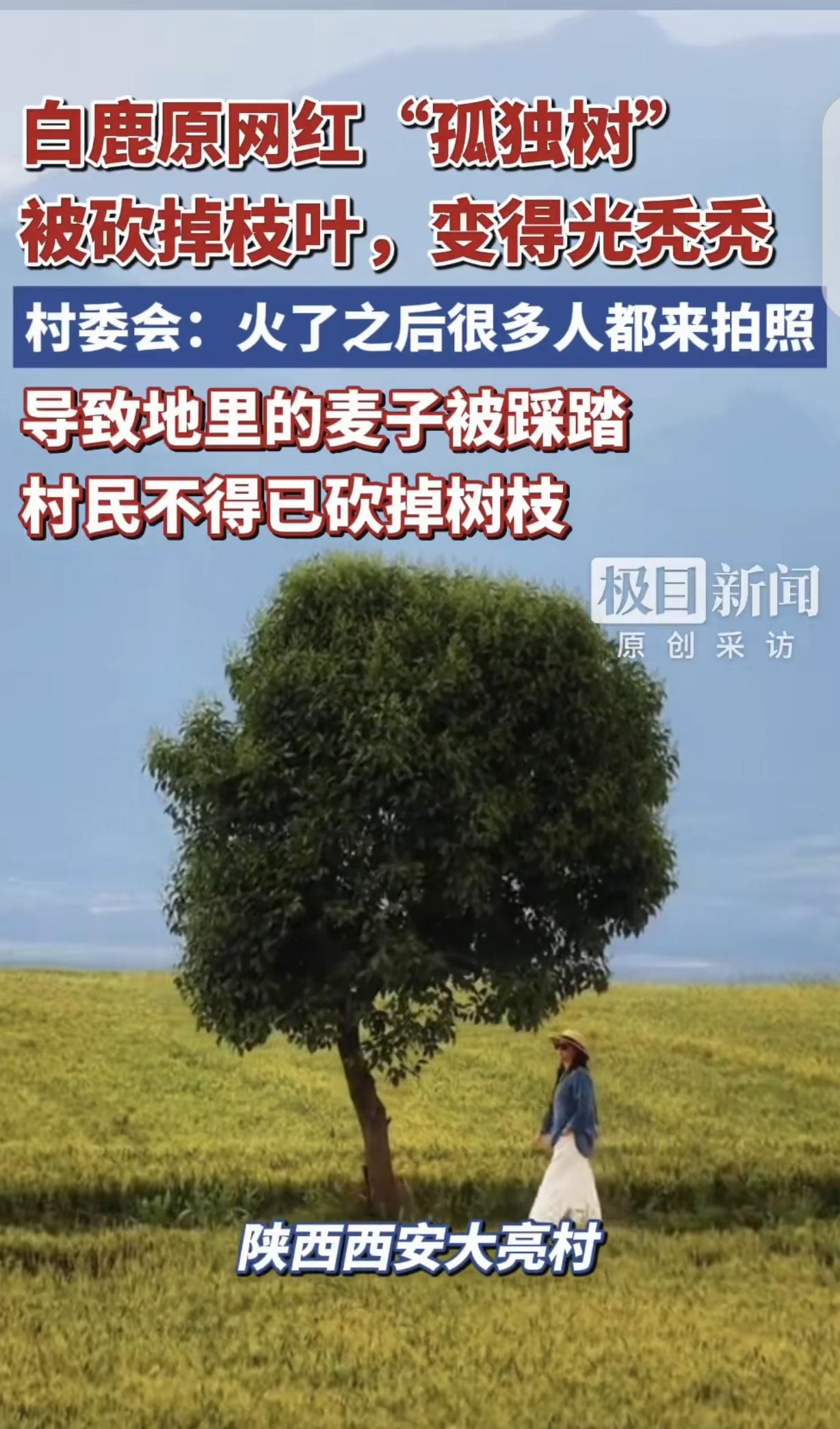 “崩溃了！”陕西西安，一男子“白鹿原”的麦田里，长了一棵“孤独树”，方圆几里独此