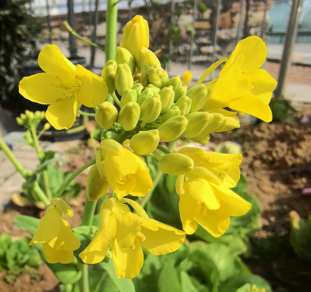 分享一张你拍的油菜花独独开了这么一支油菜花！也是独美的风景！[赞][赞]