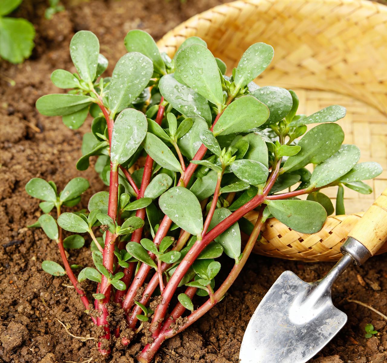 村里张大爷高血压好几年，药没断过还是头晕。我跟他说“你家菜园不是有马齿苋？焯水凉