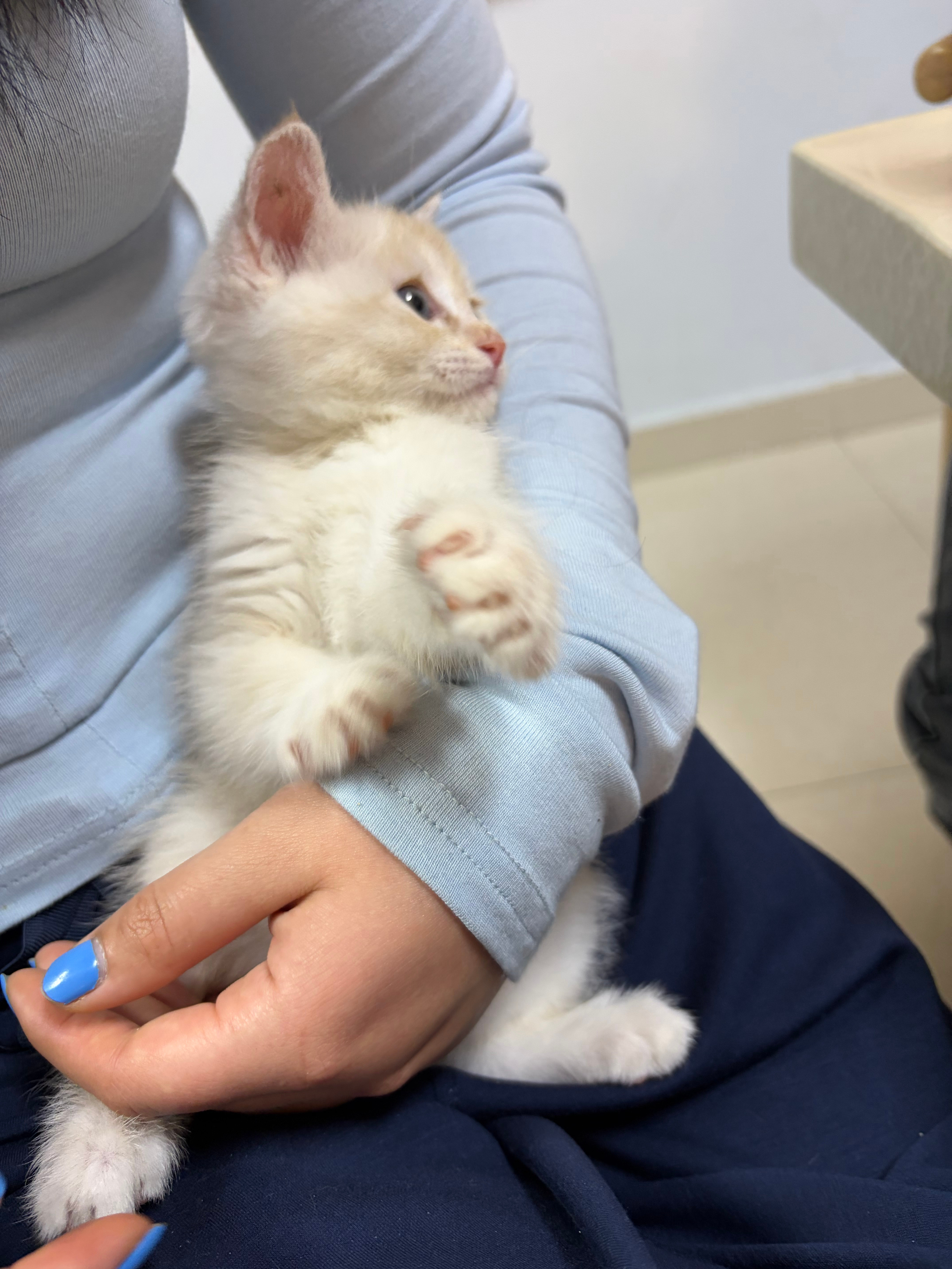 越来越淘了77猫咪