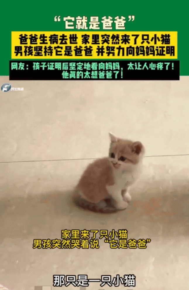 泪目！河南，男孩睡觉梦到了生病去世的爸爸“幻化”成了一只猫，结果第二天家里还真的