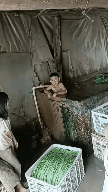 这菜应该是安全无污染的