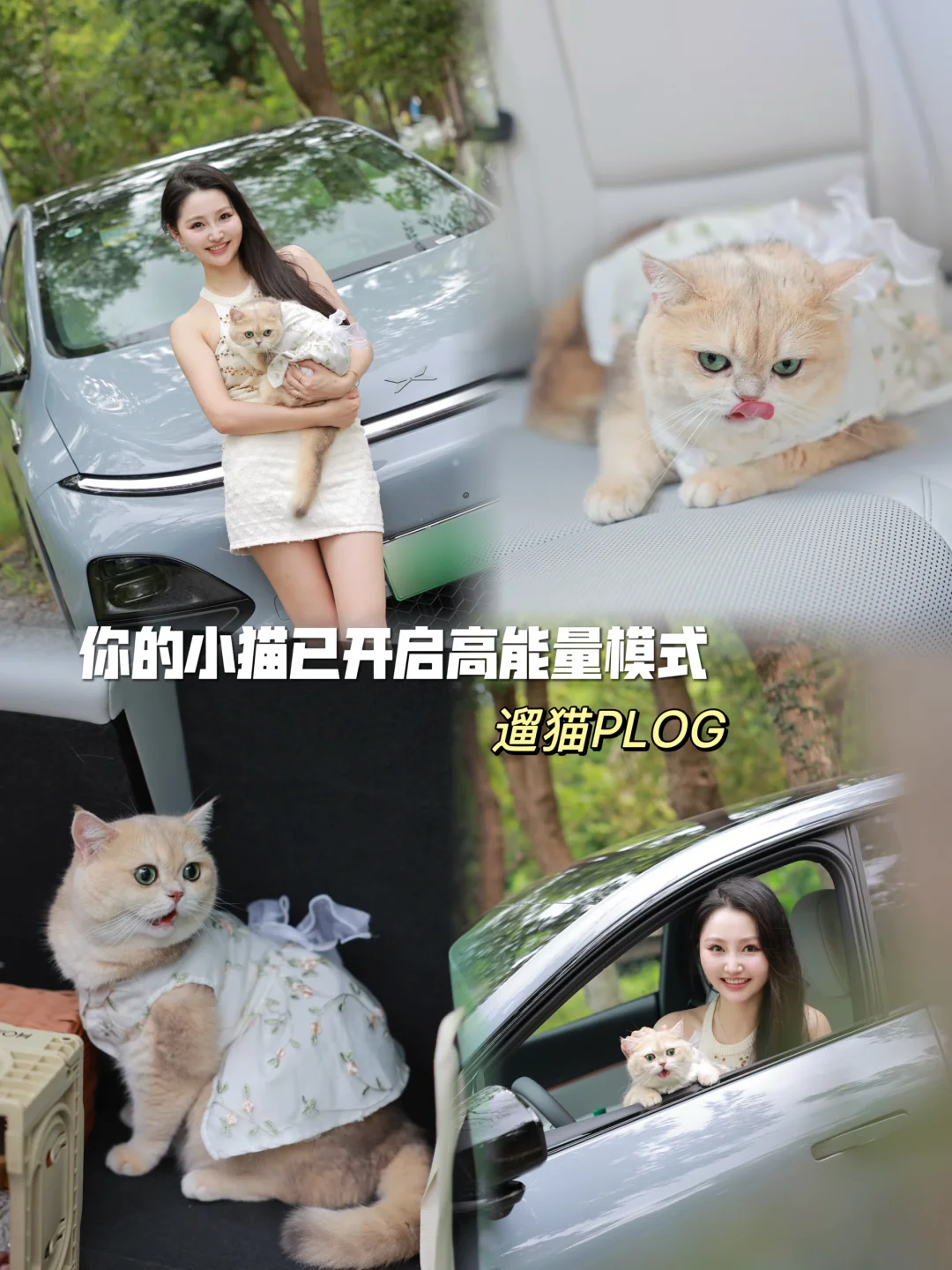 你们平时会经常带自家小猫出门兜风吗？