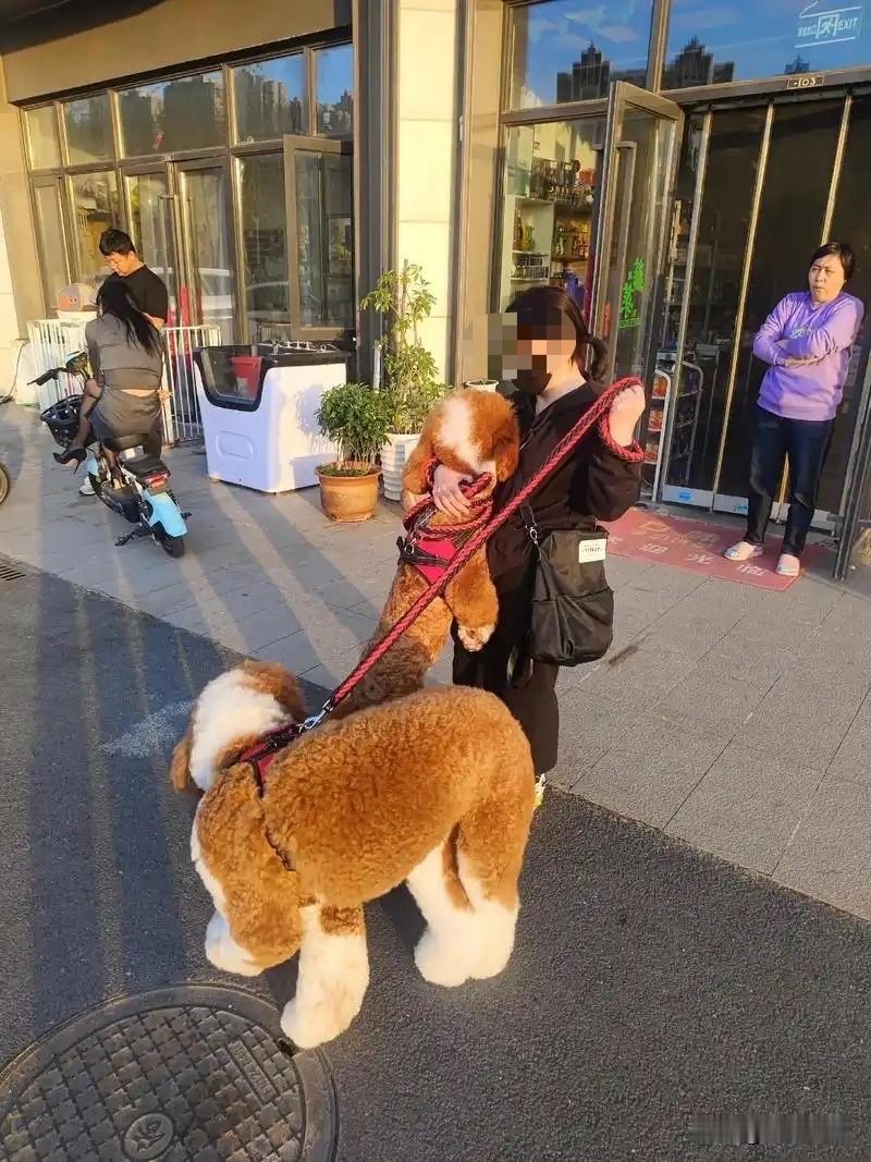 江苏无锡，一女客人牵着一大一小2条狗来到一家刚开业的餐厅用餐，其中一条是巨型贵宾