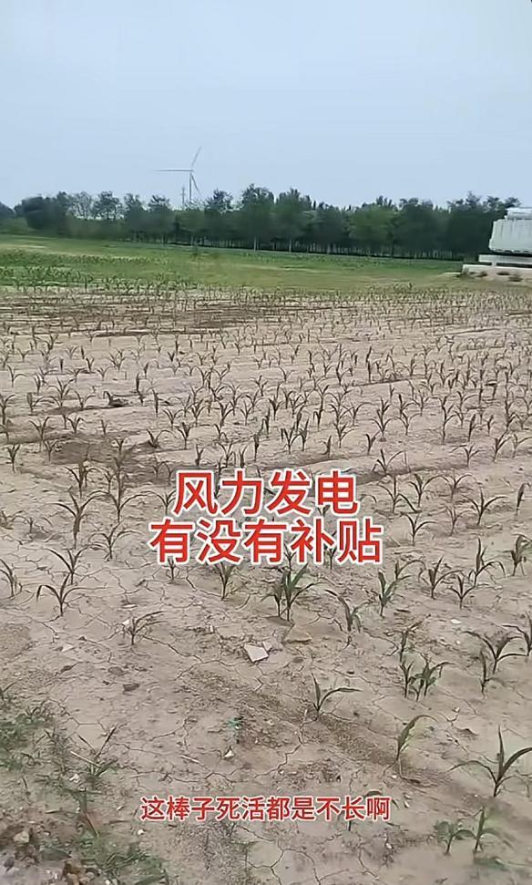 谁能解释一下，为啥风力发电桩附近的庄稼不好好长。按理说风力发电应该不影响下面的