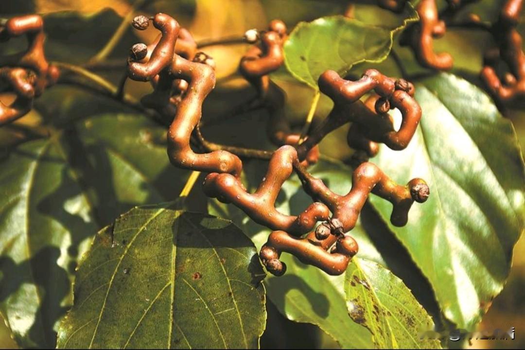 感谢荒野求生节目组，让我认识了拐枣这种植物，我也是第一次听说，原来拐枣，学名枳椇