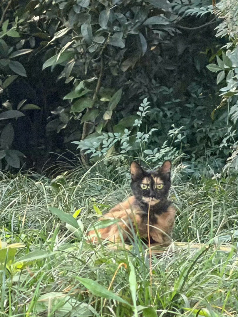 不玻璃心，给猫咪起个名字