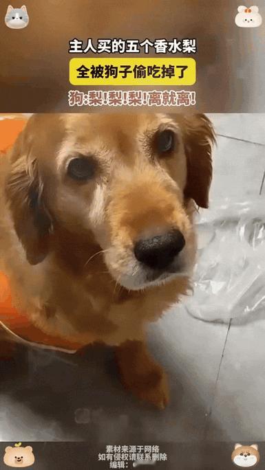 笑不活了!陕西,女子买了几个香水梨回到家就放桌子上后,就去洗澡了。结果洗完发现连