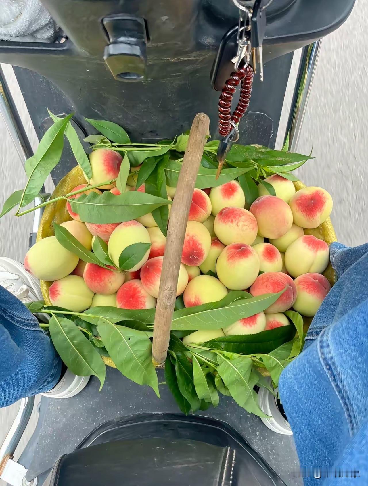 桃子熟了…想吃的举手