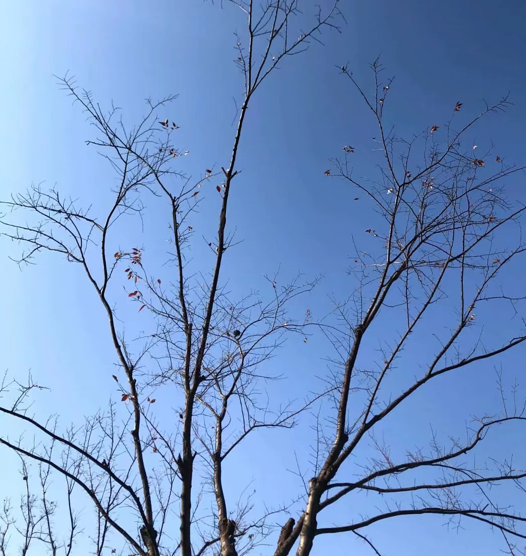 𝗪𝗲𝗖𝗵𝗮𝘁背景图丨简约专栏·壁纸+背景图