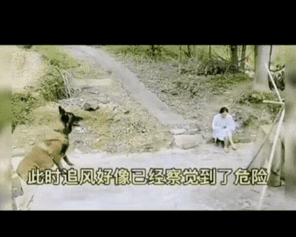 女主人坐在路边的树下刷手机，一旁的狗狗预判到了危险，走到女子跟前叫着示意她赶快离