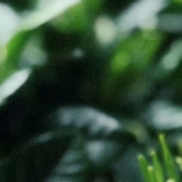 种植文案🌿种植🌿0000栀子花的种植方法：1. 选苗与土壤：挑选枝叶健壮、