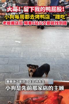 看哭了！江苏常州，一小狗经常去烤鸭店蹭鸭屁股吃，后来店铺就搬到别的地方，老板就再
