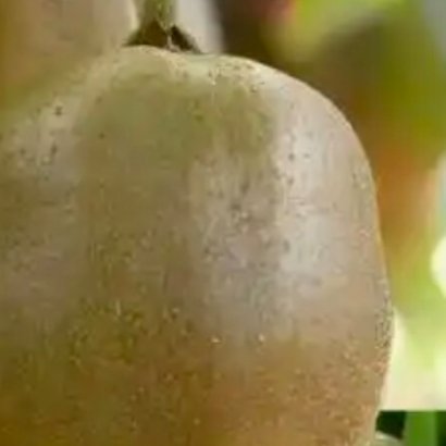 生活手记1200种植猕猴桃的种植方法：一.选地与土壤准备1.选址要求：选择向