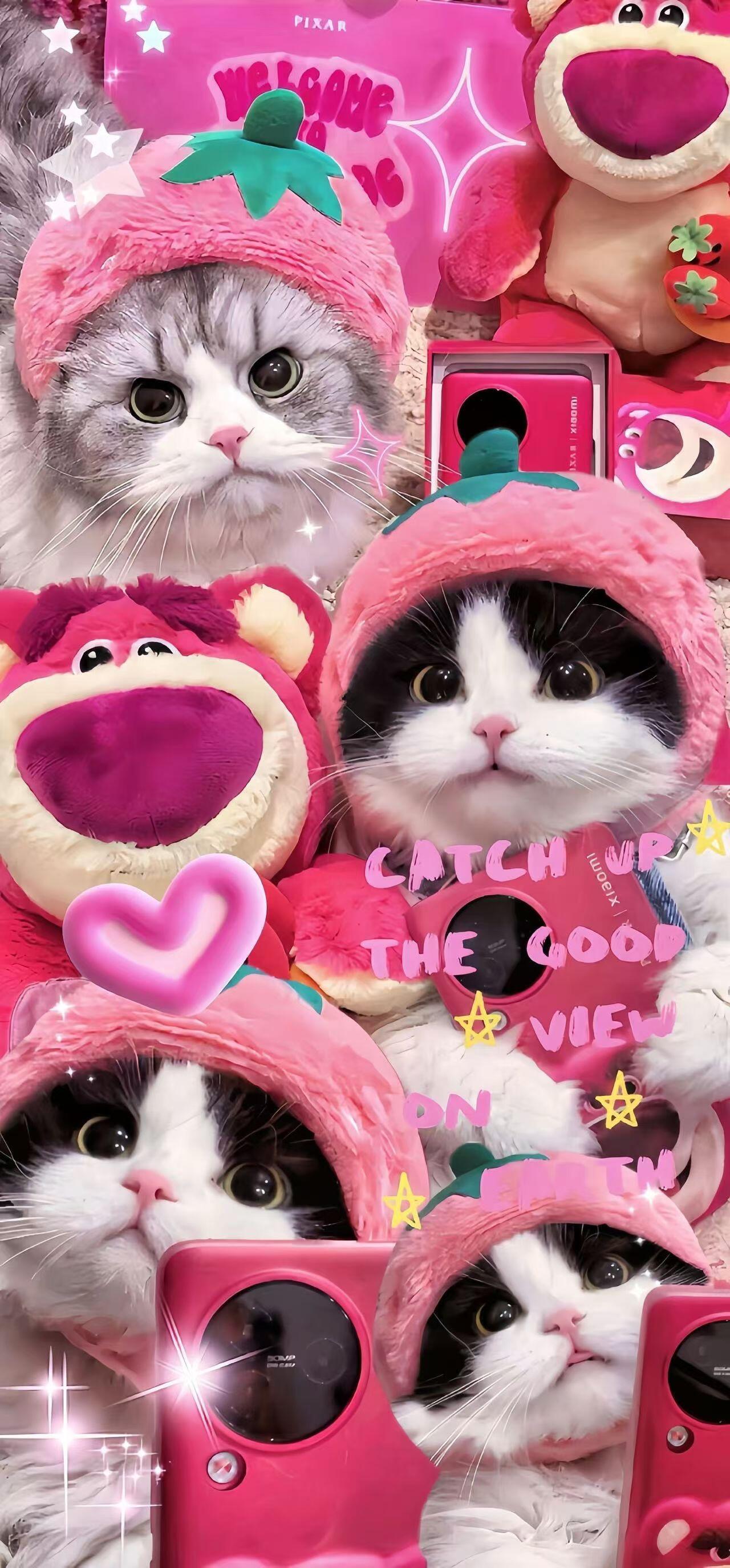 猫猫粉色系壁纸壁纸​​​
