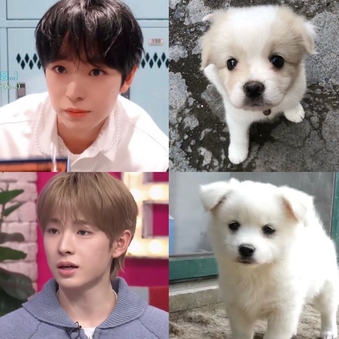 养一只悠悠猴🐒养一只悠悠咪🐈养一只悠悠犬🐶​​​