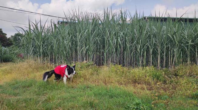 甘蔗一吨才500多块钱，为什么广西那么多地方现在还种着？要知道，甘蔗地里的老鼠，