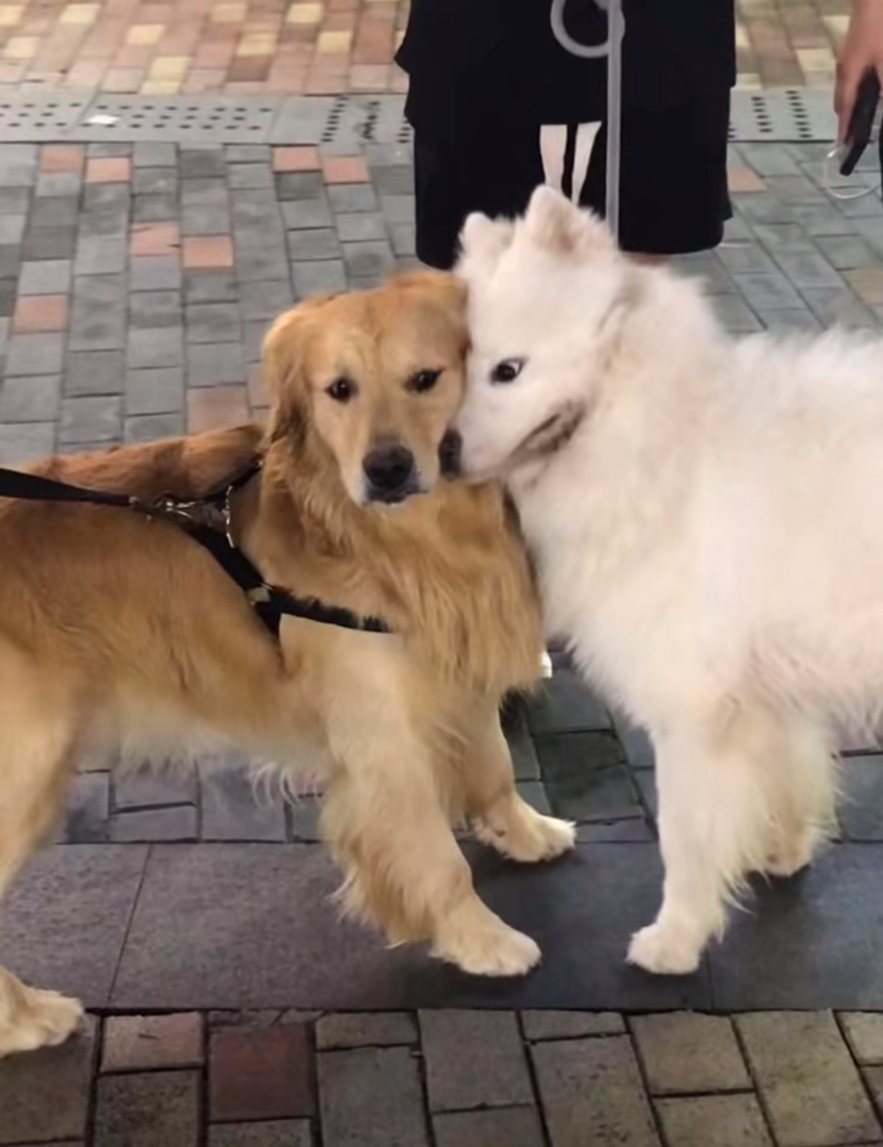 萨摩耶：听说了吗，咱俩成烈性犬了​​​
