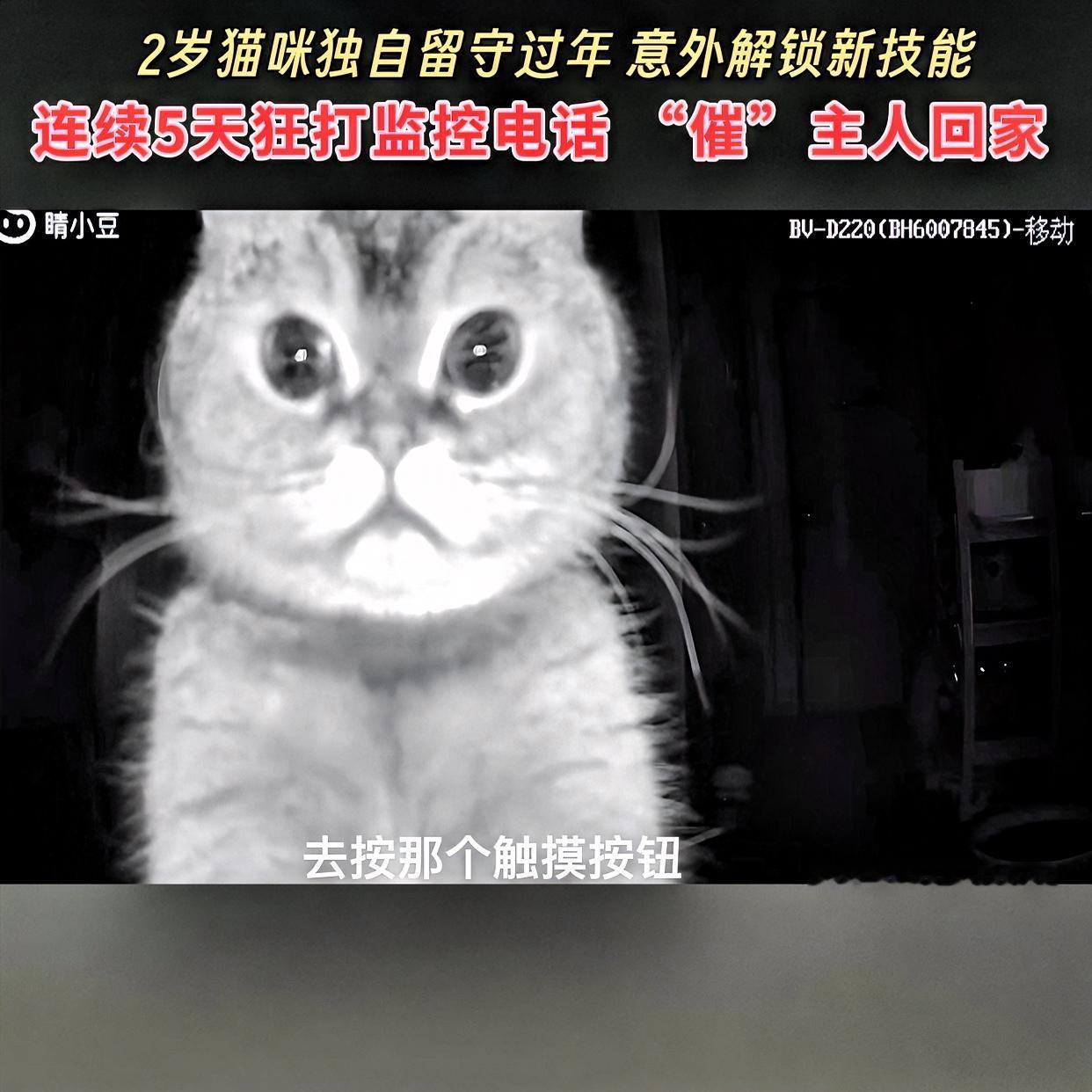 万物有灵！浙江猫咪连续5天给主人打监控电话，看完破防了​‎͏ 浙江宁波，程