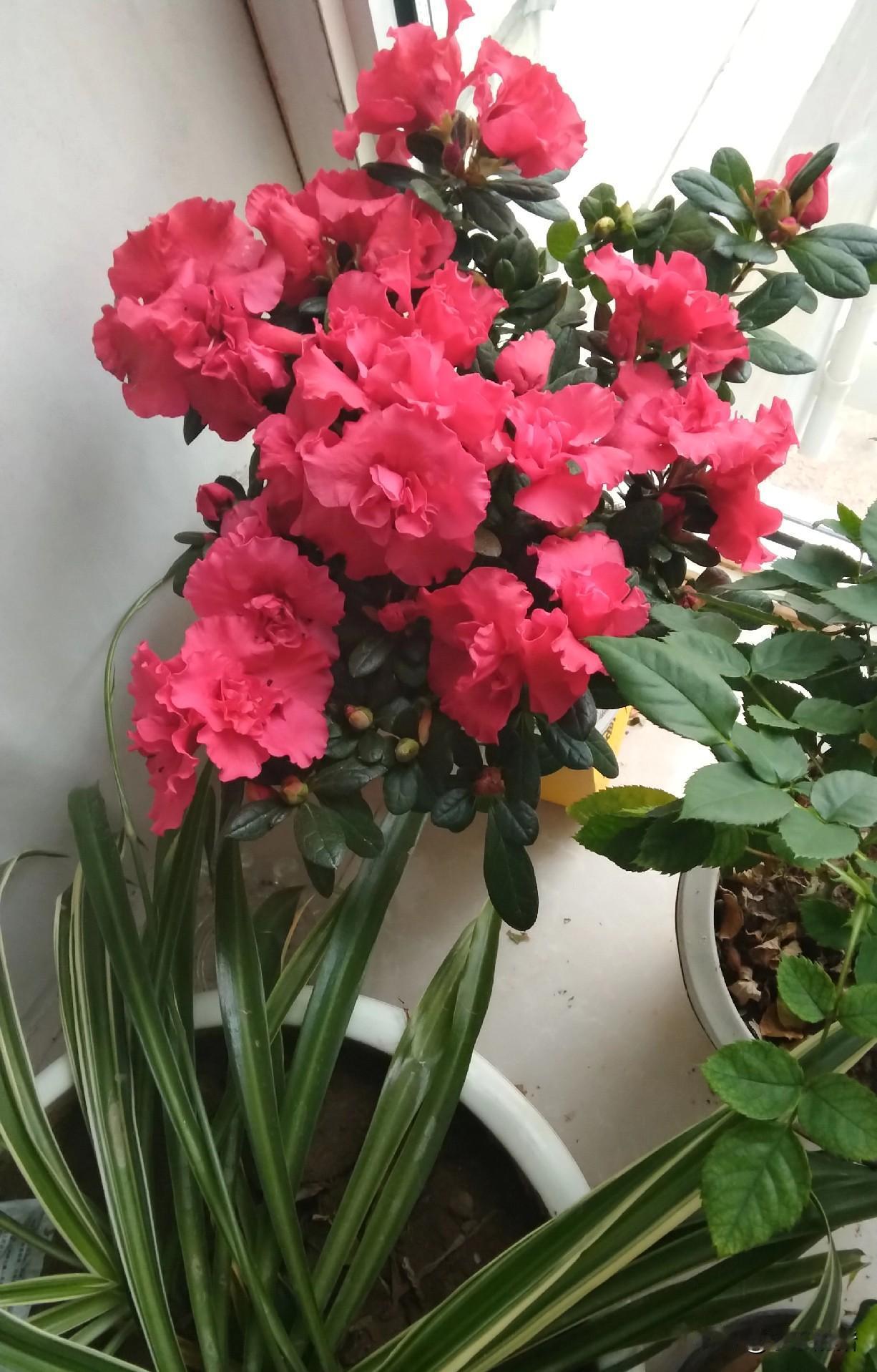 婆婆把她侄孙女介绍给我们邻居，这可是整个麻烦来。刚结婚时就和男同学出去旅行两天，