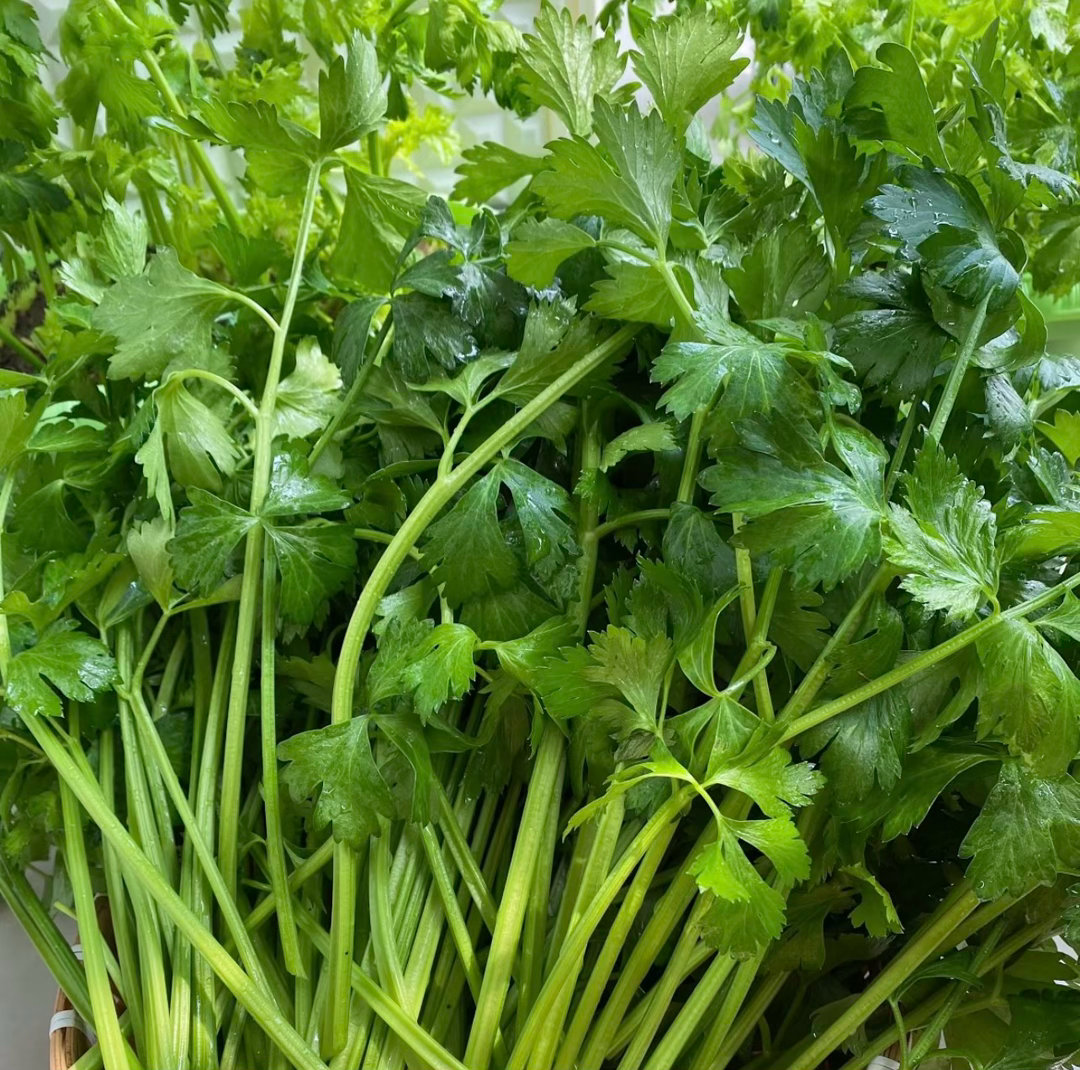 芹菜的种植方法一、种植时间芹菜对环境的适应性较强，可以一年四季播种种植，但育苗移