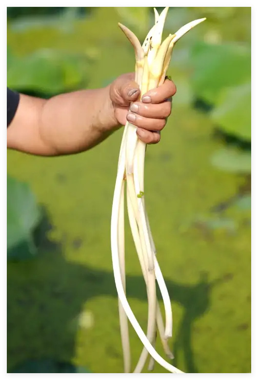 关于外地的湖北菜馆子，我知道有一些连锁的，在北京上海还挺受欢迎。有很多探店视频，