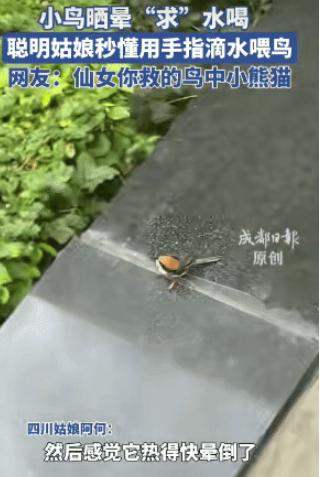 万物皆有灵！四川成都，一女生在回办公室途中，瞥见一只小鸟被烈日“晒晕”，正蜷缩在