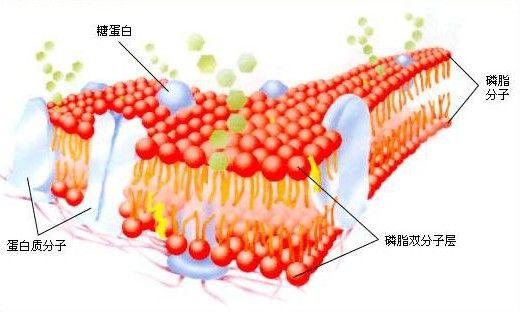 房颤发生时血管中的主要组成因素有那些