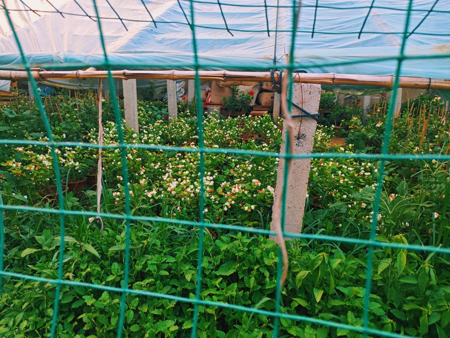 让我发现了一个花圃，里面全是茉莉花。​​​