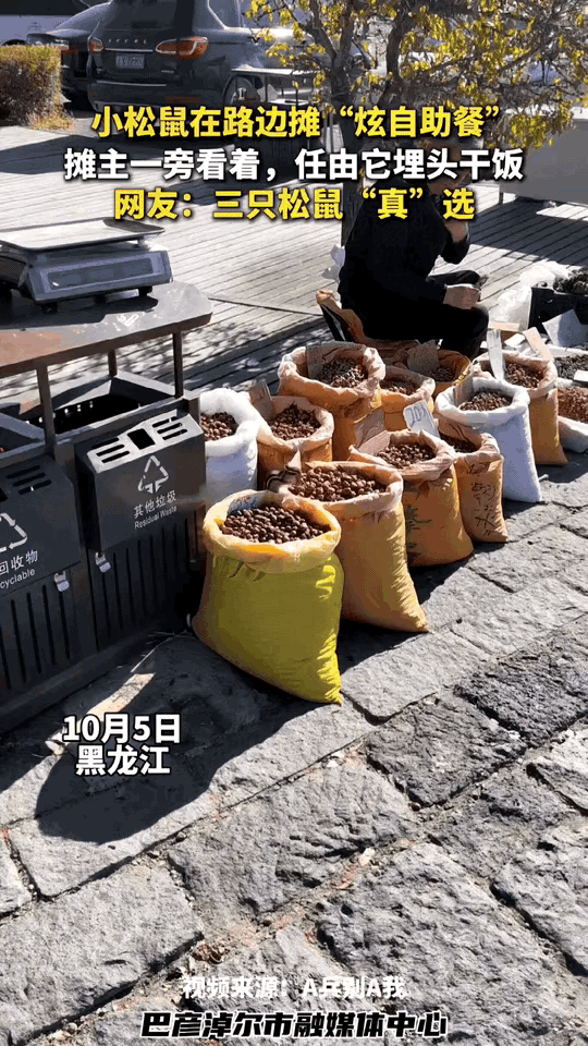这只小松鼠直接火到新华社！黑龙江街边坚果摊位，一只野生小松鼠跑来，一头扎进坚果堆