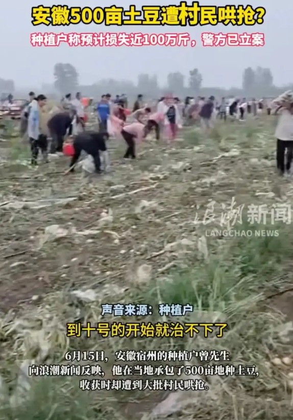 “穷乡僻壤出刁民”，安徽宿州的土豆种植大户曾先生，承包农田500亩，最初种植幼苗