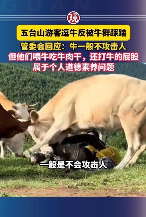 “就是活该！”7月16日，山西忻州，男子在五台山游玩时，突然牛群像发疯了一般，将