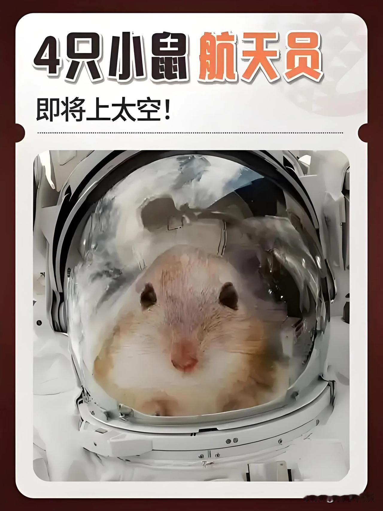 四只小鼠“上天”啦！咱国家的航天就是牛。将四只穿尿不湿的小鼠成功入驻太空舱，目前