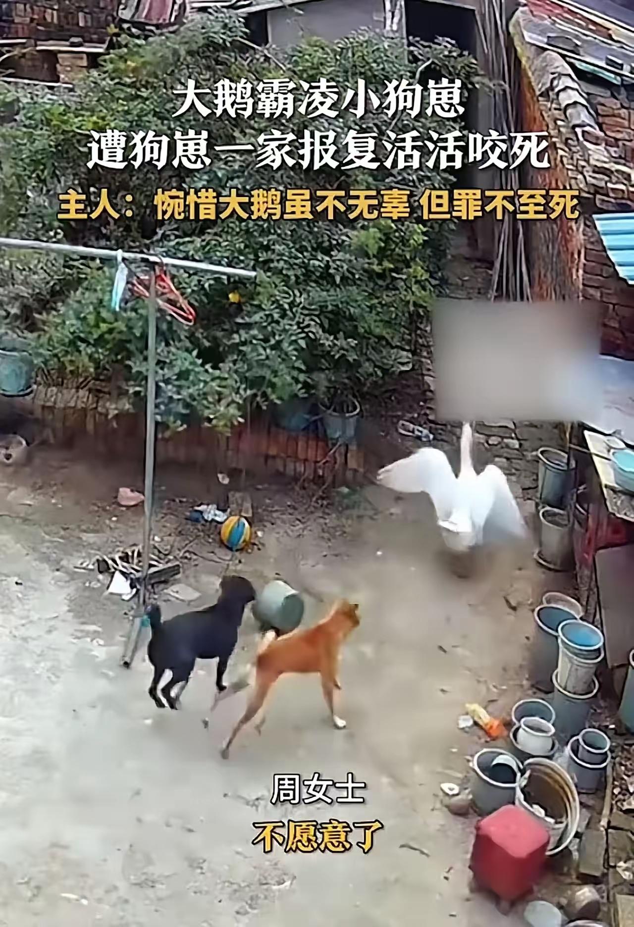 炸裂！大鹅霸凌幼崽遭组团复仇，狗一家联手锁喉太狠了！动物界的恩怨比电视剧还