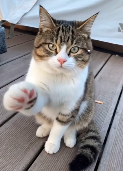 今天视频和我妈聊到了家里的猫，我突然意识到悟空小猫确实难得一遇的猫咪