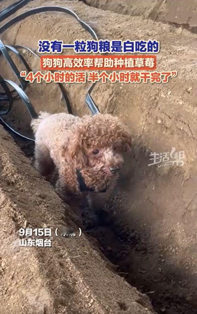 “这是来报恩的吧！”山东烟台，一位大哥在大棚里种草莓，却被眼前的“好帮手”惊呆了