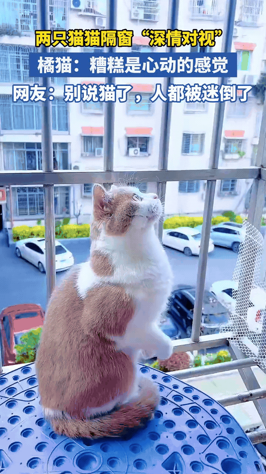 隔窗对视的两只小猫，甜到人心都化了住在对楼的橘白小猫咪，正扒着自家阳台栏杆，