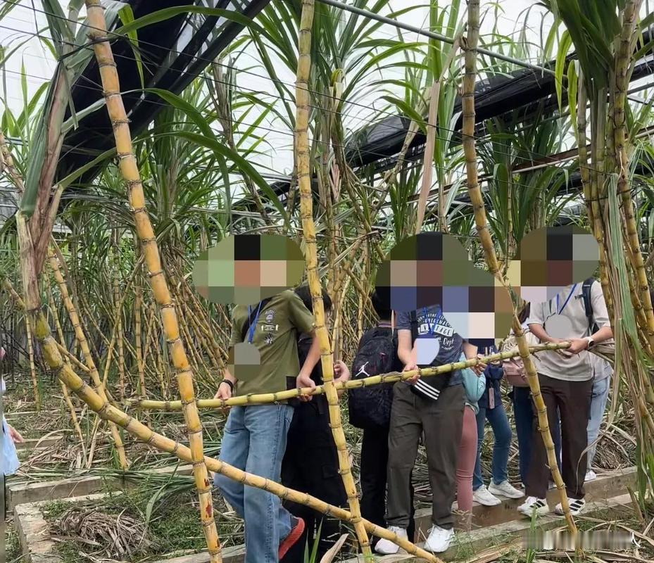 9.9元"偷甘蔗"爆火：成年人的快乐，原来这么便宜又纯粹据说很多人本是去"