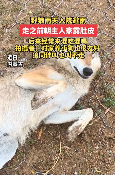 笑不活了！内蒙古一户农家院子里，雨天突然闯进一只野狼躲雨。主人吓得不敢动弹，谁知