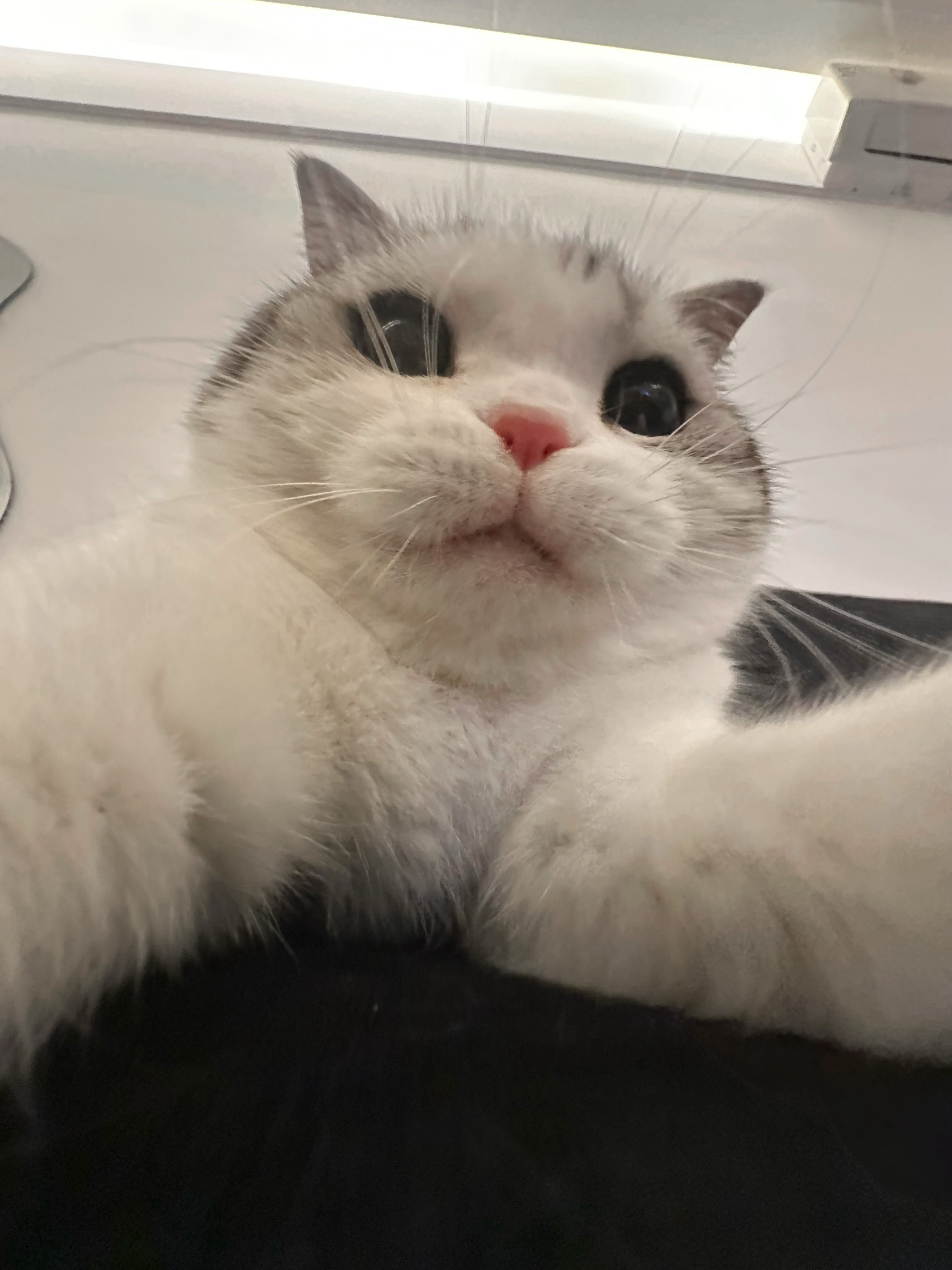 小猫咪的脸有时候很大有时候很小，是这样的小猫咪馋了的时候就会因为对食物有那种渴望