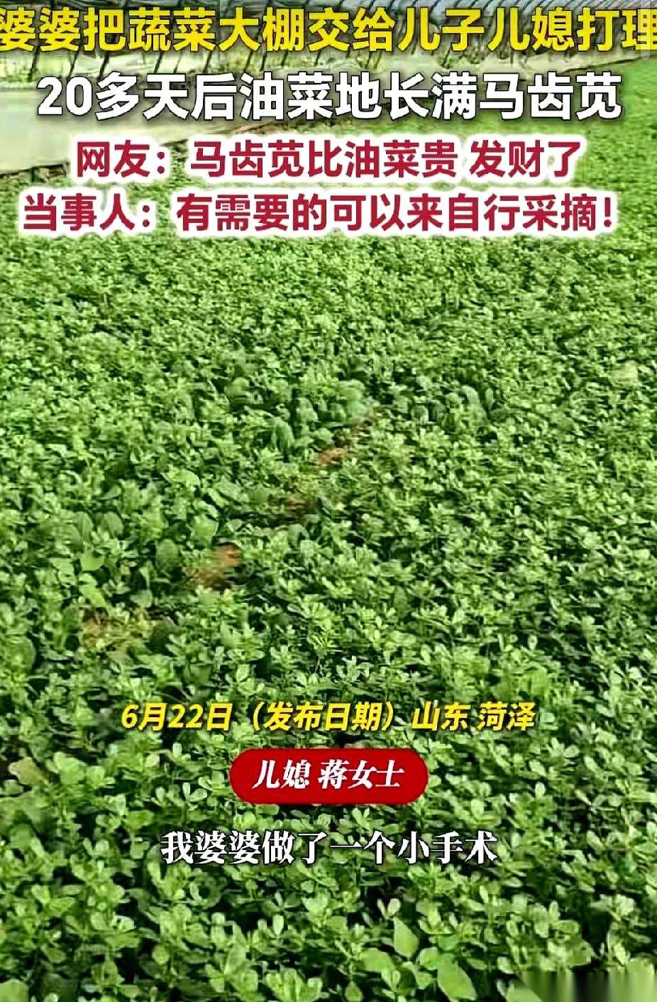 婆婆不过是生病歇了20天。就20天！好好的油菜大棚，被小两口硬生生干成了一片