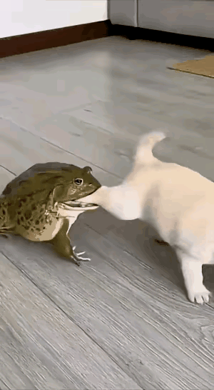 大蛤蟆，没点眼力见[捂脸哭][捂脸哭]