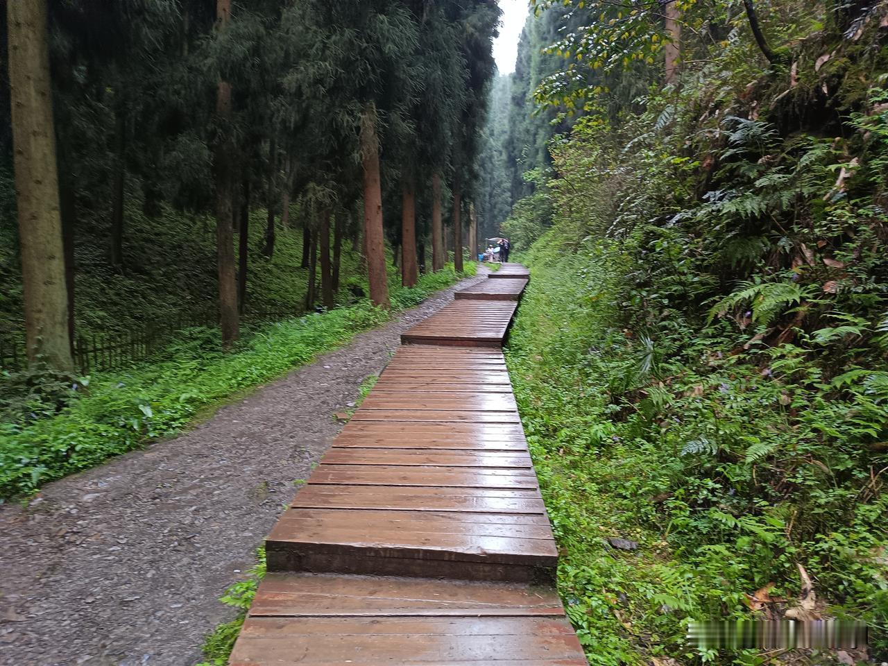 今天跟随徒步群来到位于成都彭州龙门山镇的中坝森林，这里被誉为“成都版挪威森林”和