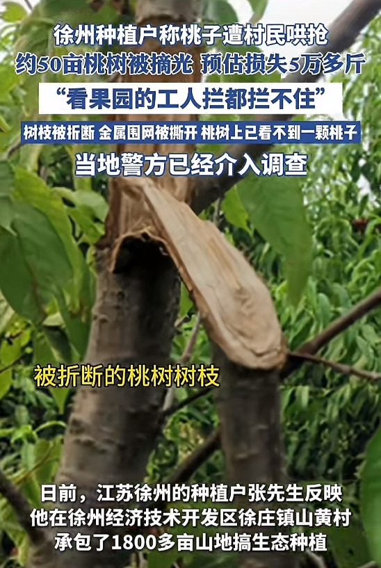 徐州1800亩桃园遭村民哄抢！承包户哭诉：5万斤桃子被摘光，围栏都被拆了！类似安