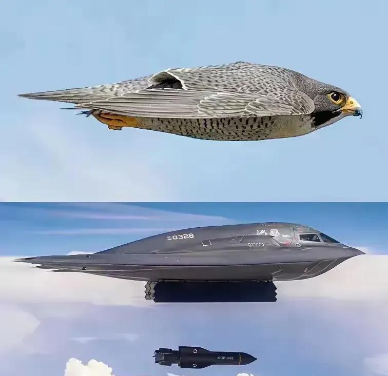 不得不说，真的是太像了，外界一直认为这就是美国仿生学运用到极致的典型。不过美国