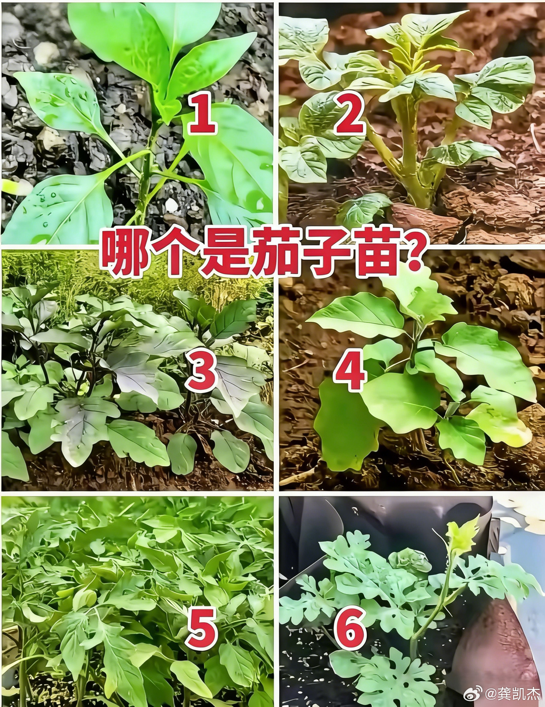 蔬菜幼苗辨别，估计现在很少有人能分得清了，简单点，你能说出哪个是茄子苗吗？