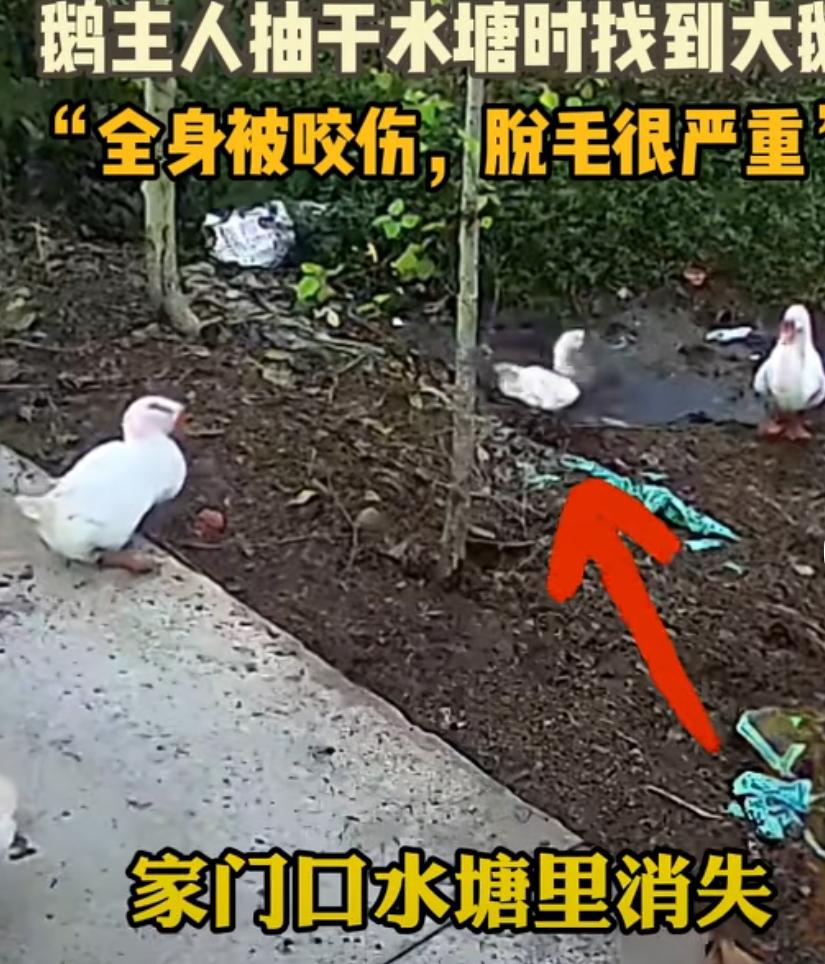 河南大鹅主人抽水追凶，盖棺定论，主人推测大鹅是意外致亡？事情是11月份发生的