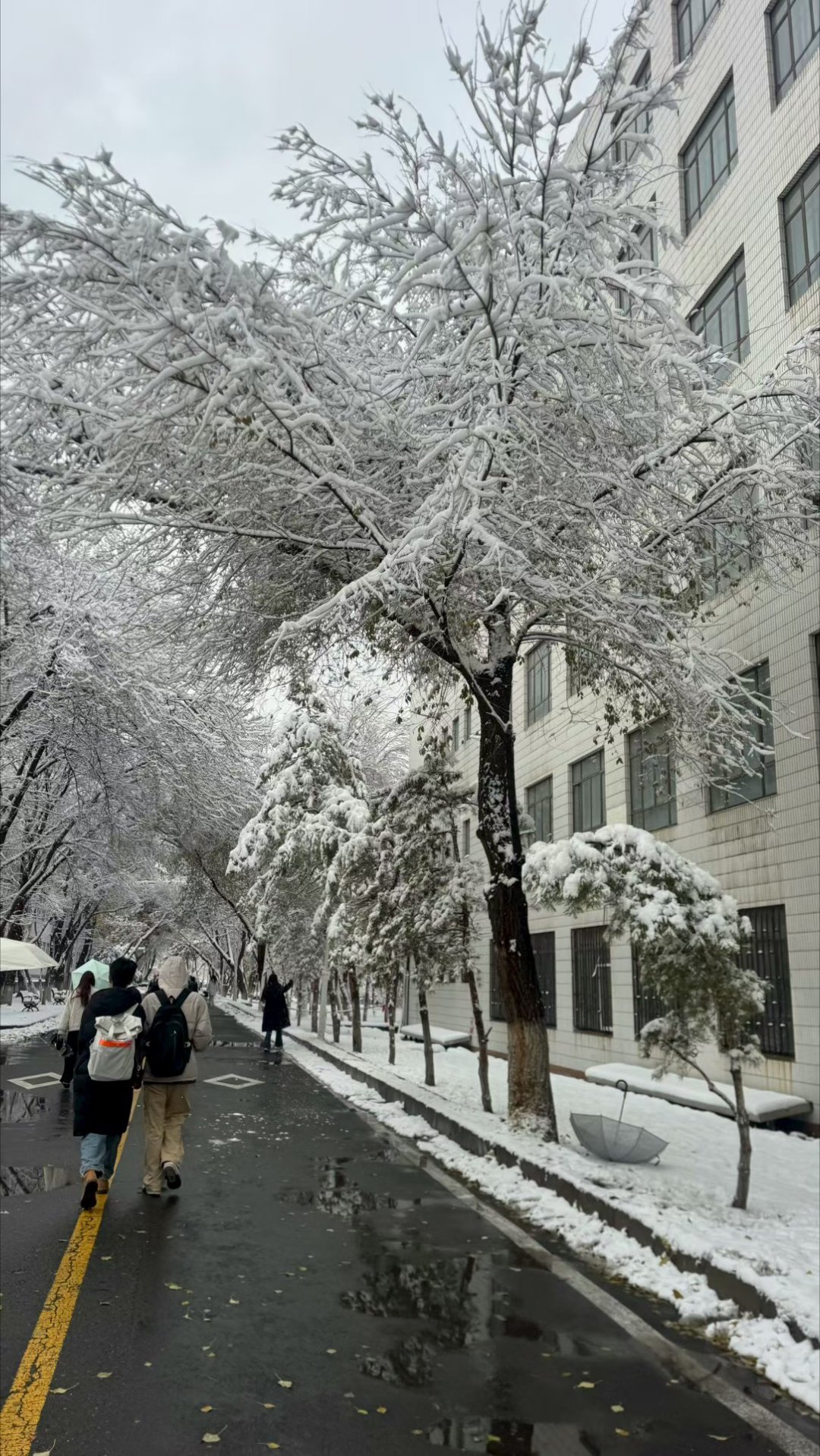 新疆的同学给我分享了立冬的雪​​​