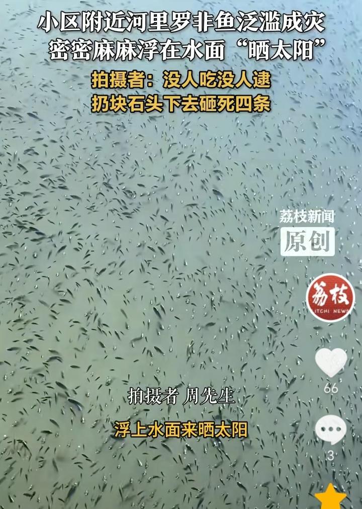 泛滥成灾了！浙江温州，一小区附近河里罗非鱼泛滥成灾，因为天气比较冷，罗非鱼都浮出