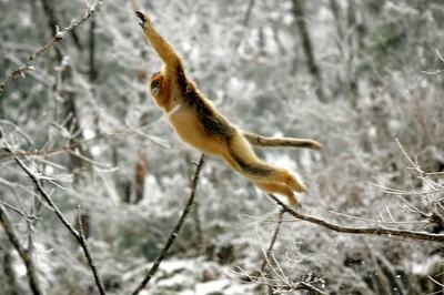 金丝猴不愧是猴中贵族，真的太有礼貌了！它是国家一级保护动物，稀有程度和大熊猫有得